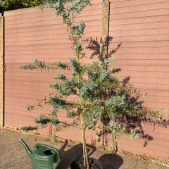 Acacia Baileyana (Cootamundra Wattle / Golden Mimosa)