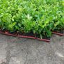 Laurel Hedging Image 8