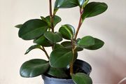house plant