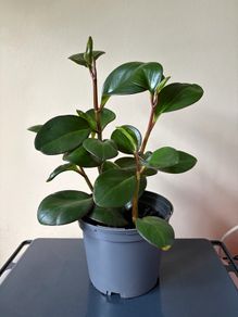 house plant