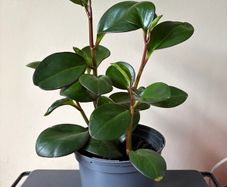 house plant