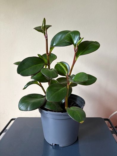 house plant