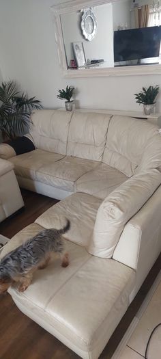 leather sofa