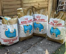 Royal Canin Golden Retriever Puppy - dog dry food