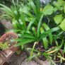 Blue Agapanthus  plant Image 2