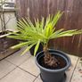 Palm tree for the garden or terrace Image 6