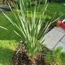 Large tropical plant bundle Image 4