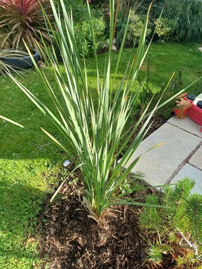 Plant Bundle 20+ plants end of season sale!!!!