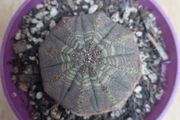 Euphorbia Obesa succulent