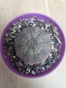 Euphorbia Obesa succulent