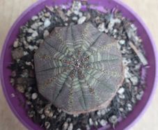 Euphorbia Obesa succulent