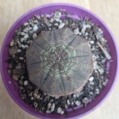 Euphorbia Obesa succulent