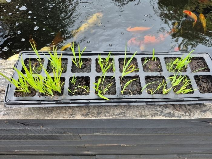 Pond Plants