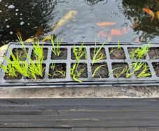 Pond Plants
