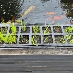 Pond Plants