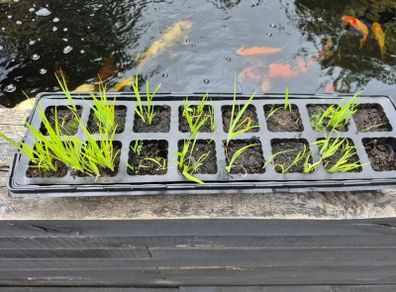 Pond Plants