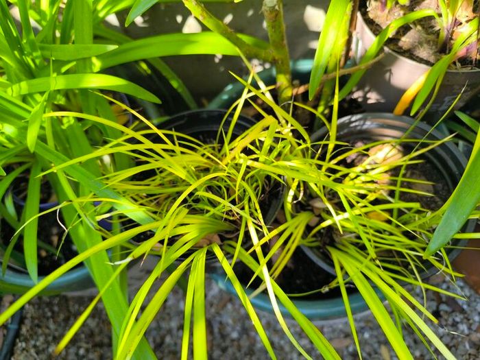garden plants