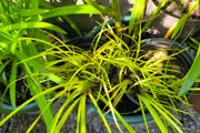 garden plants