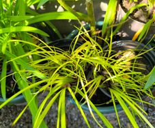 garden plants