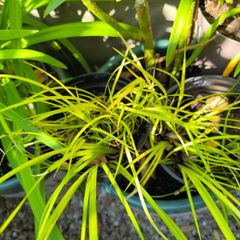 garden plants