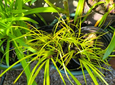 garden plants