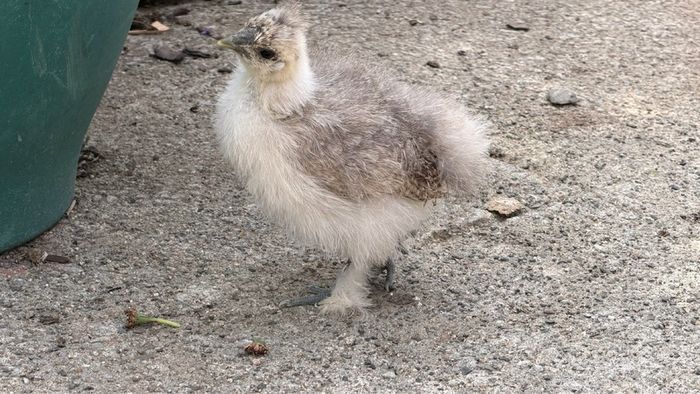 silkie chicks