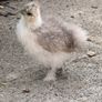 silkie chicks Image 3