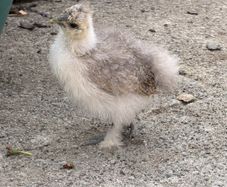 silkie chicks