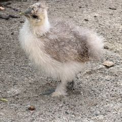 silkie chicks