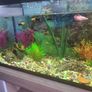 Fish tank Image 3