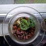 Plants in a jar Image 2