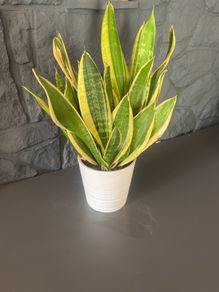 Mother tongue indoor house plant