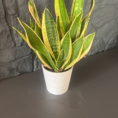 Mother tongue indoor house plant