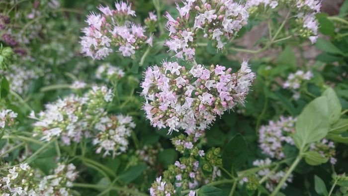 Oregano Plant