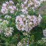 Oregano Plant Image 3