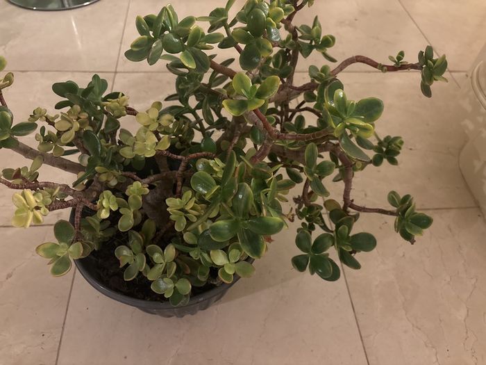 jade plant