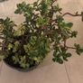 jade plant Image 2