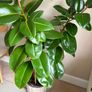 Large Ficus Elastica Rubber Tree in decorative pot Image 3