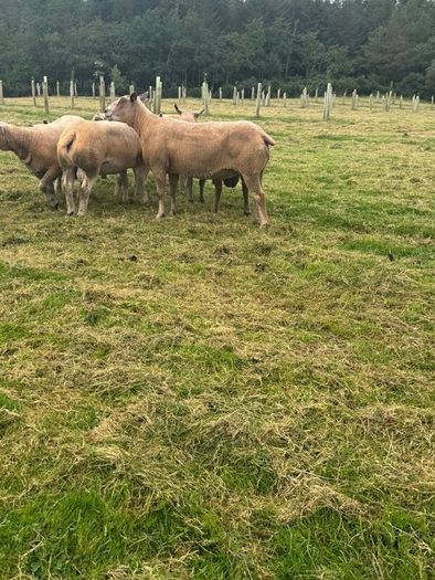 Sheep Charolais Hoggett rams