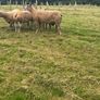 Sheep Charolais Hoggett rams Image 3