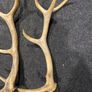 Deer Antlers Image 2