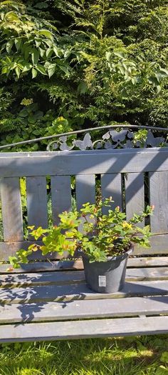 Hypericum, ST John's Worth shrub/bush