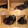 fresh free range eggs Image 8