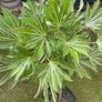 plant Image 2