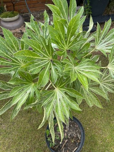plant