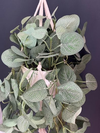 Hanging House Plant (plastic)