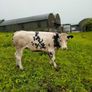 Calves Image 2