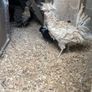 polish roosters Image 5
