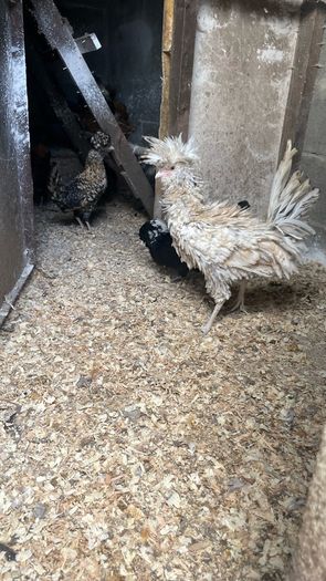 polish roosters