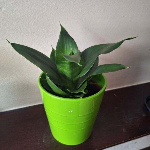 Sansevieria Hahnii Snake Plant in Bright Green Pot